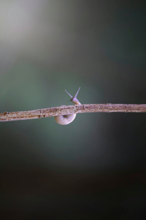 Discover the Science Behind Effective Mosquito Control with Innovative Mosquito Killer Lamps