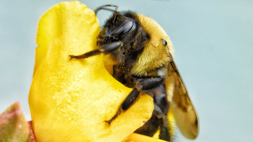 Dancing Bee Toy: Bringing Buzz-worthy Fun to Playtime